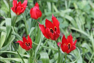La Tulipe d'Agen