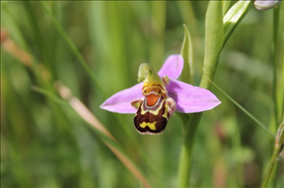 Le Petit Monde de Rodié : Ophrys Abeille (Ophrys Apifera) 