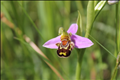 Le Petit Monde de Rodié : Ophrys Abeille (Ophrys Apifera) 